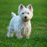 Dog Poop Pickup in Utica, Michigan