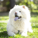 Dog Poop Pickup in Utica, Michigan