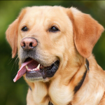 Dog Poop Pickup in Utica, Michigan