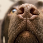 Dog Poop Pickup in Utica, Michigan