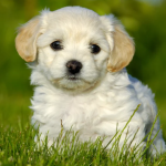 Dog Poop Pickup in Utica, Michigan