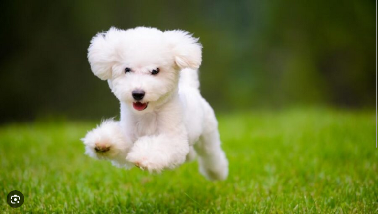 Dog Poop Pickup in Utica, Michigan