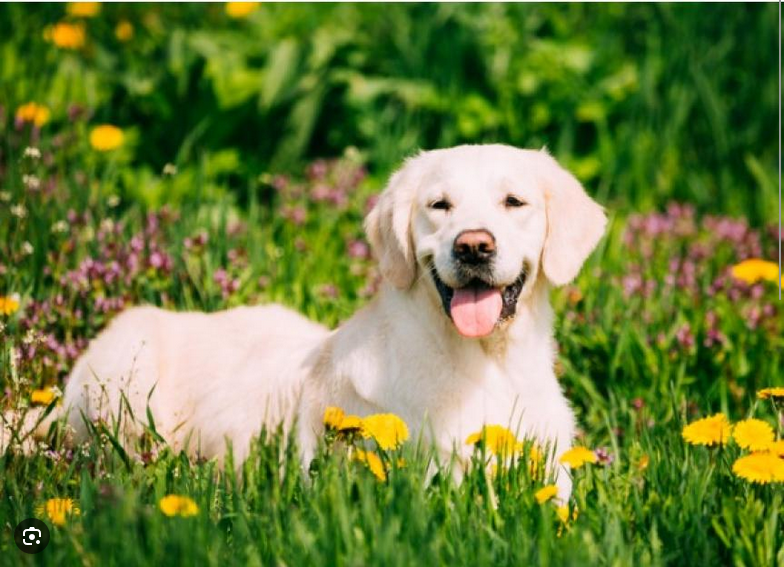 Dog Poop Pickup in Utica, Michigan